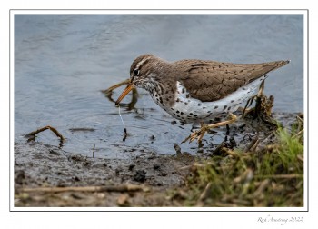 spotted-sandpiper-1-copy.jpg