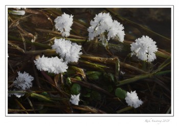 spring-12-copy.jpg