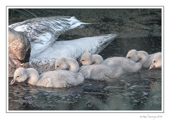trumpeter-swans-1-copy-2.jpg