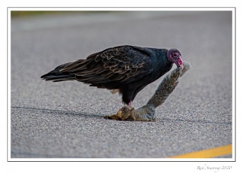 turkey-vulture-1-copy.jpg