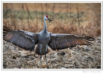w-Sandhill-crane-1d-copy.jpg
