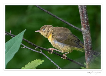 warbler-1.jpg