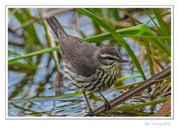 water-thrush-1-copy-2.jpg