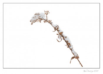 weed-with-snow-copy.jpg
