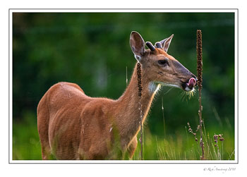 white-tailed-buck-1-copy-2.jpg