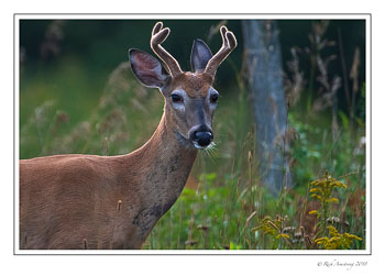 white-tailed-buck-2-copy-2.jpg