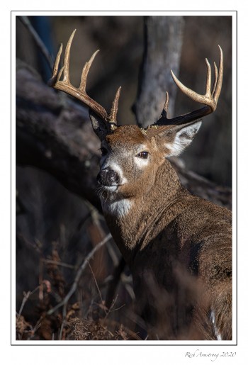 white-tailed-buck-4d-copy.jpg
