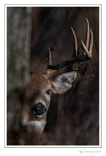 white-tailed-buck-6d-copy.jpg