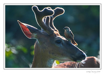 white-tailed-buck-n-bird-1-copy.jpg