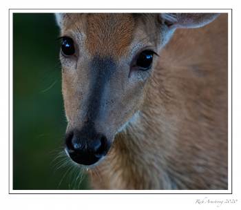 white-tailed-doe-1-copy.jpg