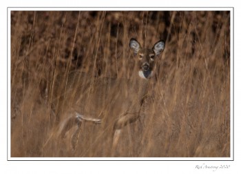 white-tailed-doe-1d-copy.jpg