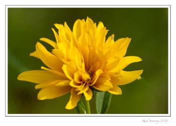 yellow-flower-3-copy.jpg
