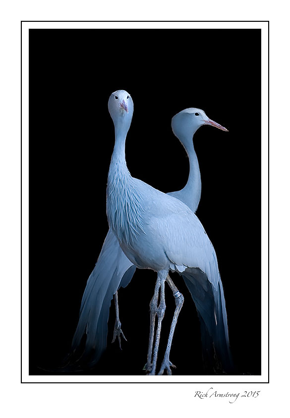 -blue-cranes-frm.jpg