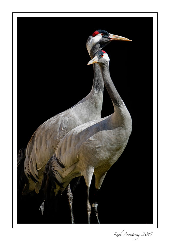 Eurasian-crane-frm.jpg