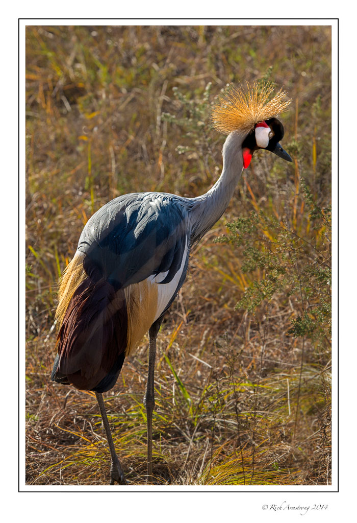 Gray-crowned-crane-3_.jpg