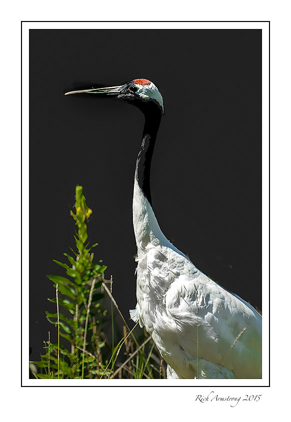Red-crowned-crane-1-frm.jpg