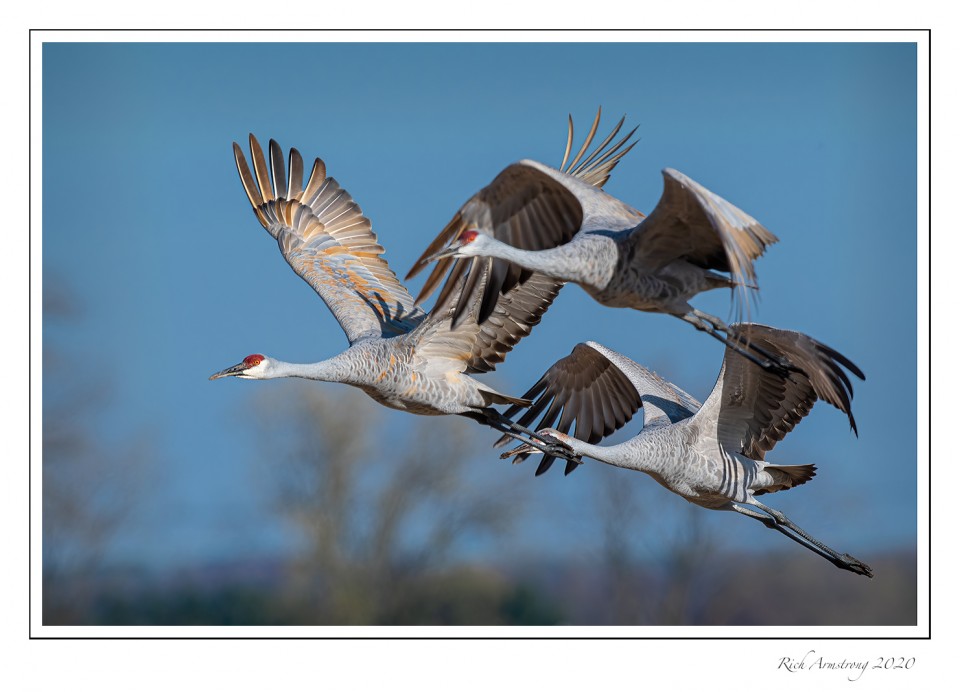 Sandhill-cranes-in-flight-1-copy.jpg