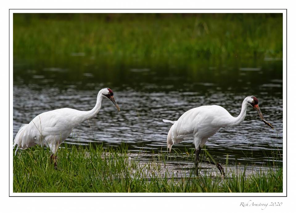 Whooping-Crane-with-fish-copy.jpg