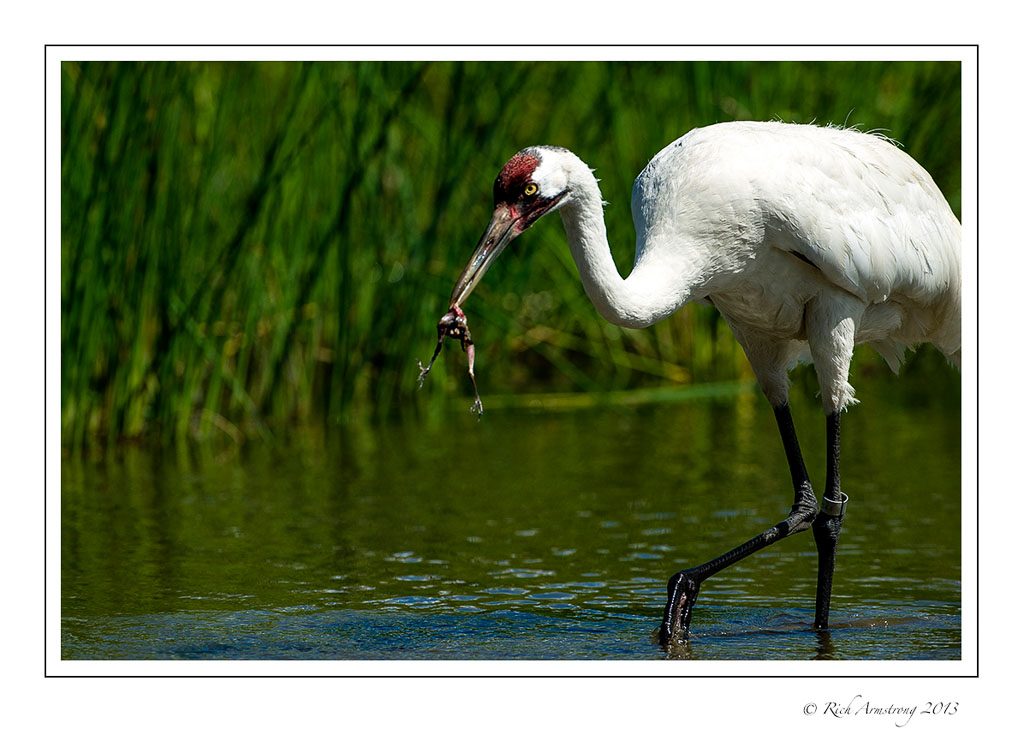 Whooping-crane---bird-1-frm.jpg