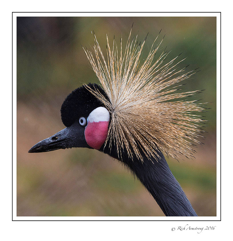 black-crowned-crane-1-frm-copy.jpg