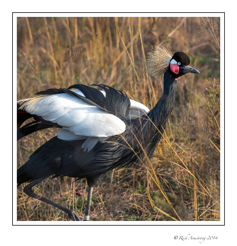 black-crowned-crane-1-frm.jpg