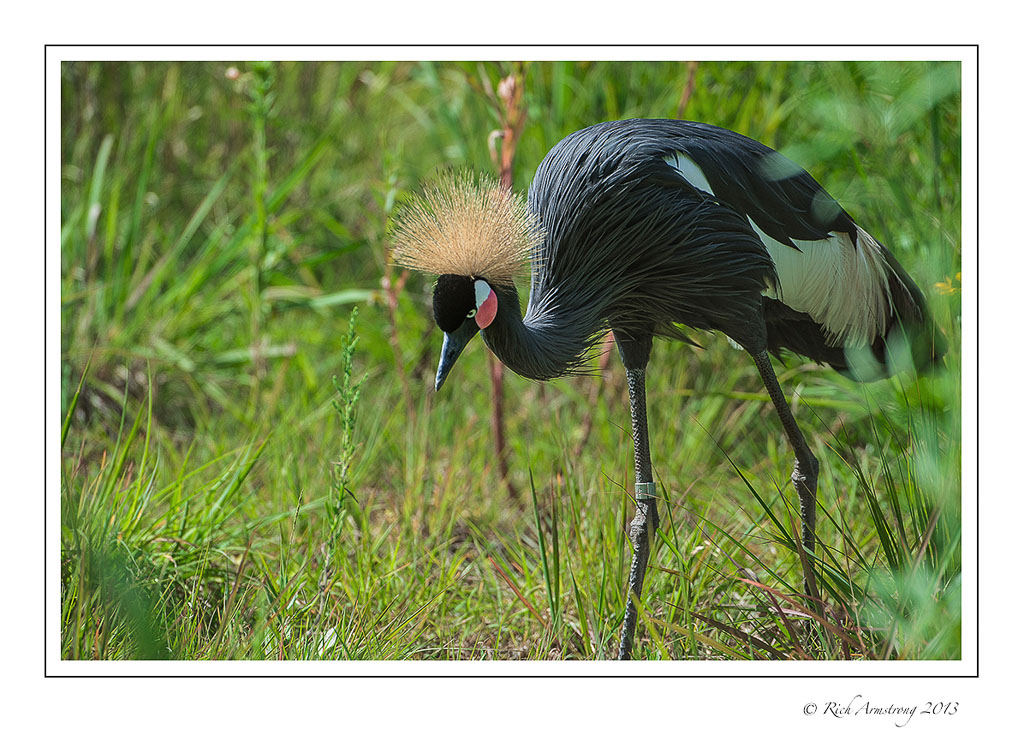 black-crowned-crane-6-frm.jpg
