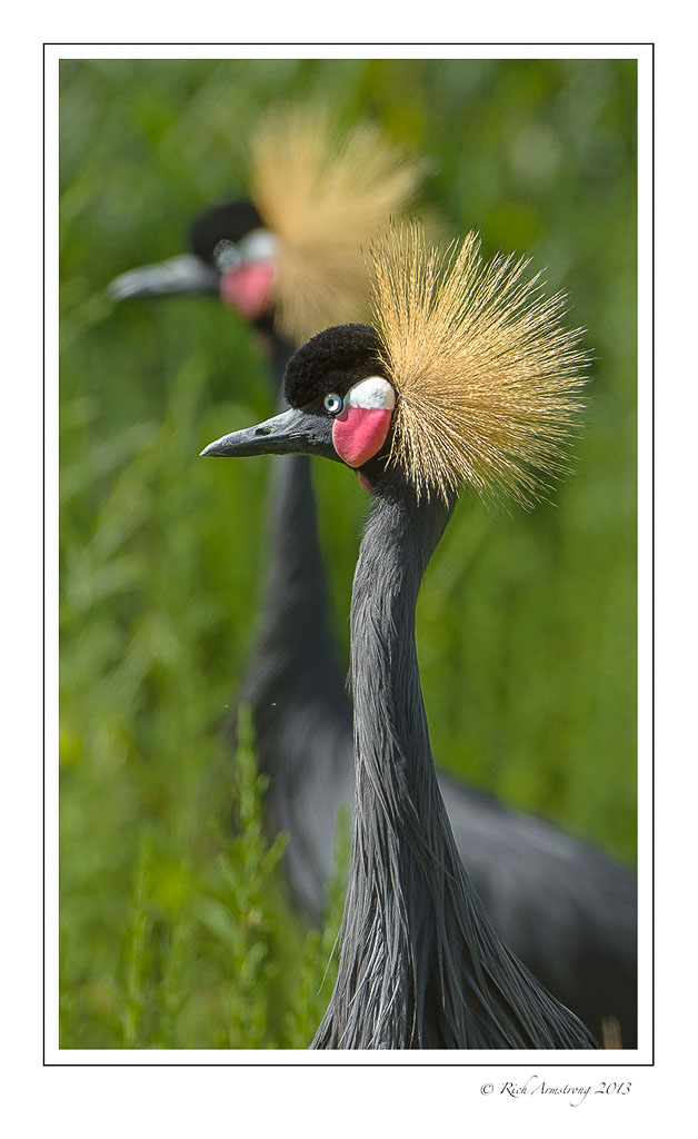 black-crowned-cranes-5-frm.jpg