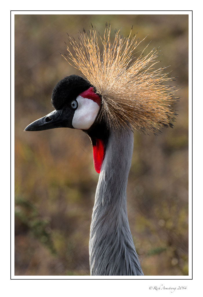 gray-crowned-crane-1-frm-copy.jpg