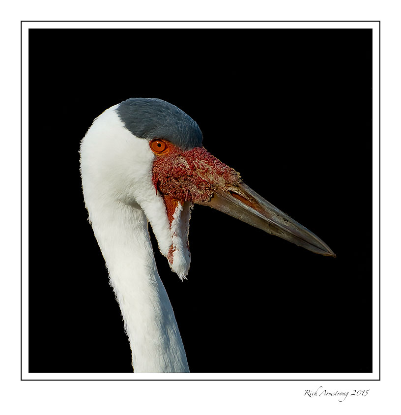 wattled-crane-portrait-frm.jpg