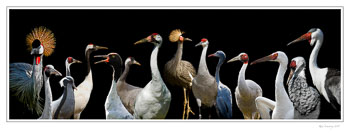 -crane-poster-2A_.jpg