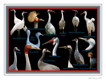 Crane-Postcard-2007-frm.jpg