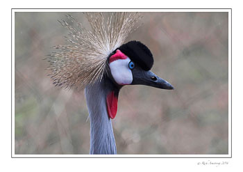 Gray-Crowned-crane-1a-frm-copy.jpg