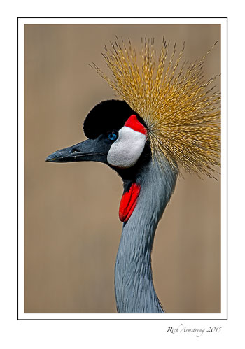 Grey-Crowned-Crane-1-frm.jpg