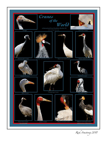 ICF-Poster-frm.jpg