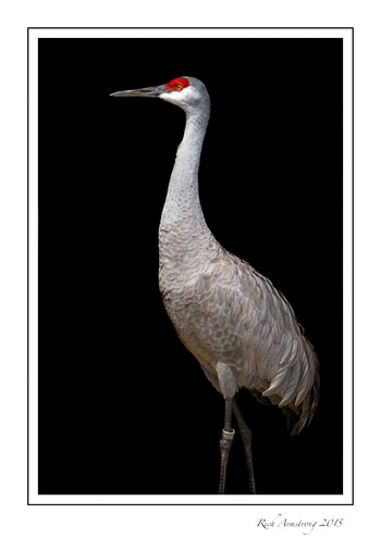 Sand-hill-crane-frm.jpg