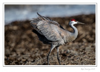Sandhill-1-1a-copy.jpg
