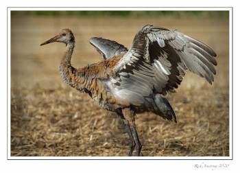 Sandhill-Colt-1-copy.jpg