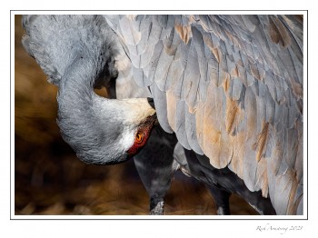 Sandhill-Crane-1-copy-2.jpg