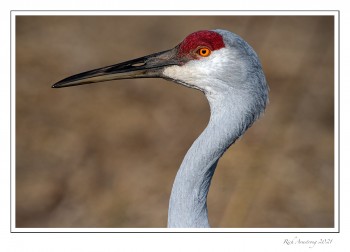 Sandhill-Crane-2-copy-2.jpg