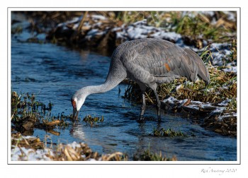 Sandhill-crane-in-stream-2-copy.jpg