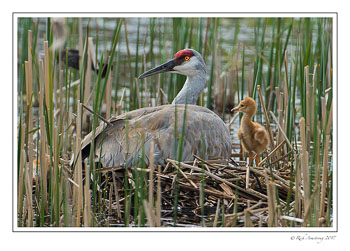 Sandhill-n-colt-1-copy.jpg