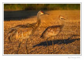 Sandhillcrane-with-colt-2-copy.jpg