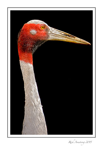 Sarus-crane-border-frm.jpg