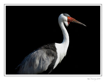 Wattled-crane-3-frm.jpg