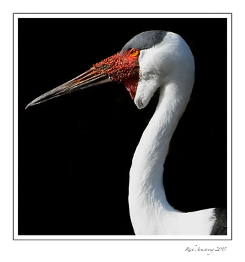 Wattled-crane-frm.jpg