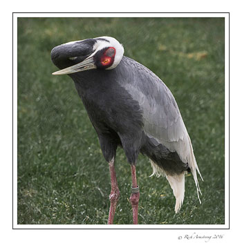 White-naped-crane-1frm-copy.jpg