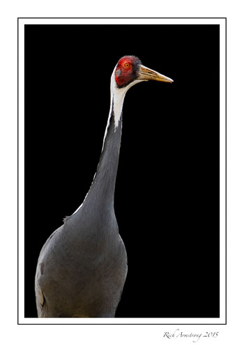 White-naped-crane-frm.jpg