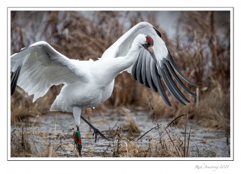 Whooping-Crane-6-copy-2.jpg