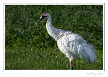Whooping-Crane-posing-1-fm-copy.jpg