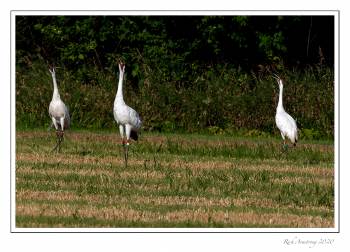 Whooping-Cranes-Unison-call-2-fm-copy.jpg